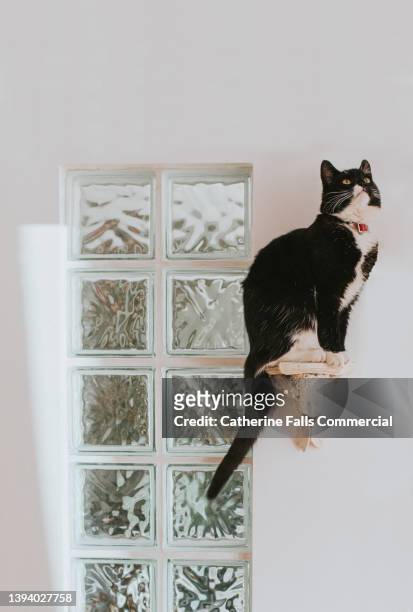 a cute, young, black cat sits on a wall mounted shelf - high sticking stock pictures, royalty-free photos & images