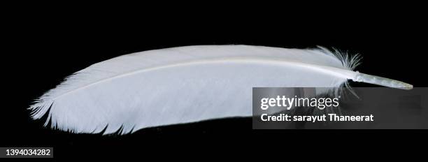 white feathers on a black background - falling feathers stock pictures, royalty-free photos & images