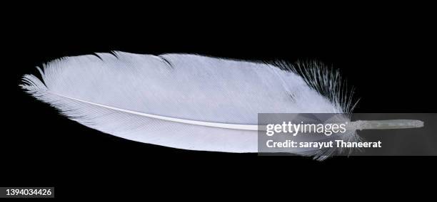 white feathers on a black background - swan photos et images de collection