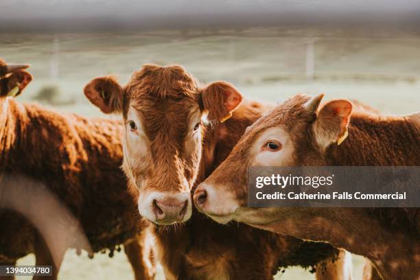 two red cows nuzzle - cow head stock pictures, royalty-free photos & images