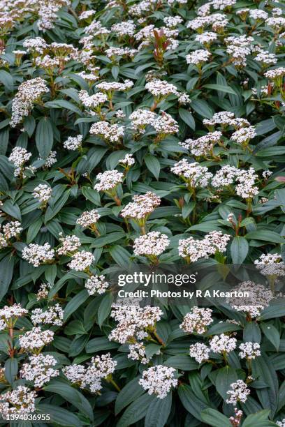 viburnum davidii in full flower in late april - viburnum stock pictures, royalty-free photos & images