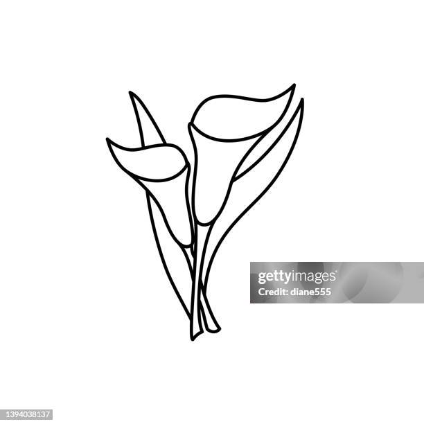 ilustraciones, imágenes clip art, dibujos animados e iconos de stock de lindo icono de flor en diseño plano - calla lily - alcatraz