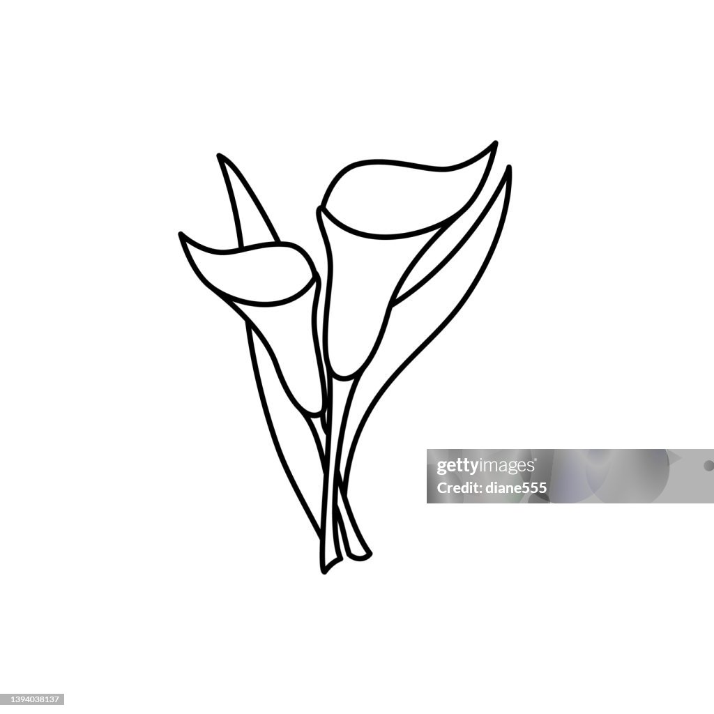 Cute Flower Icon In Flat Design - Calla Lily