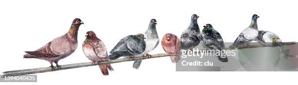 bildbanksillustrationer, clip art samt tecknat material och ikoner med homing pigeons sitting on a pole - flock of birds stock illustrations