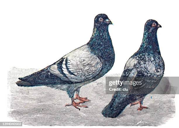 two homing pigeons - pigeon stock illustrations