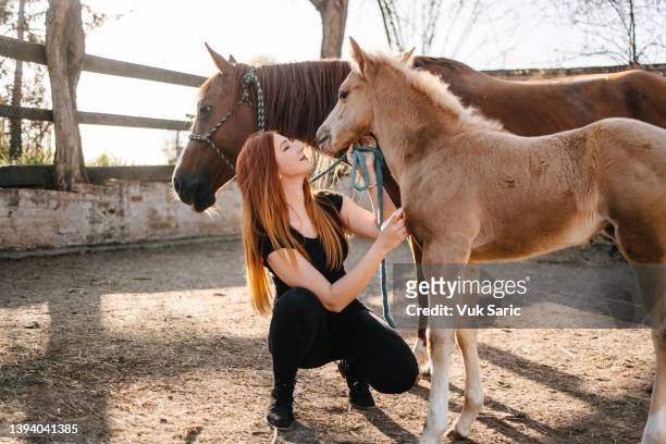 a young cowgirl petting a mare and a foal - föl bildbanksfoton och bilder