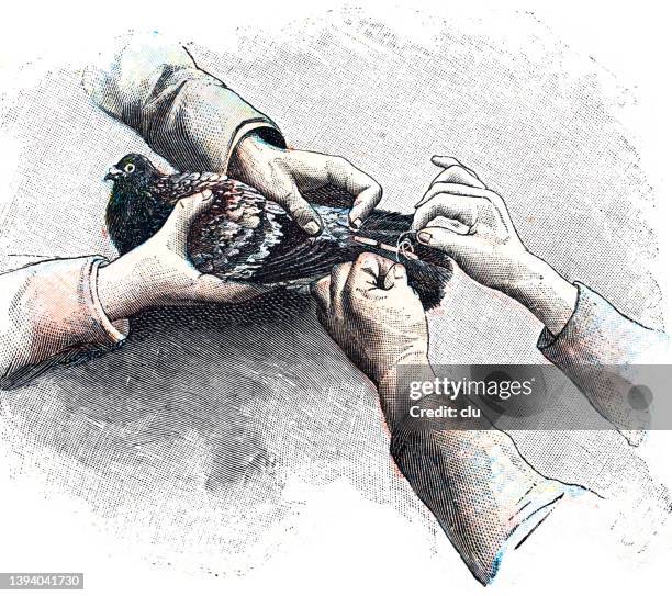 homing pigeon, attaching the message - homing pigeon stock illustrations