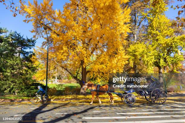 horse drawn carriage in central park - couple central park stockfoto's en -beelden