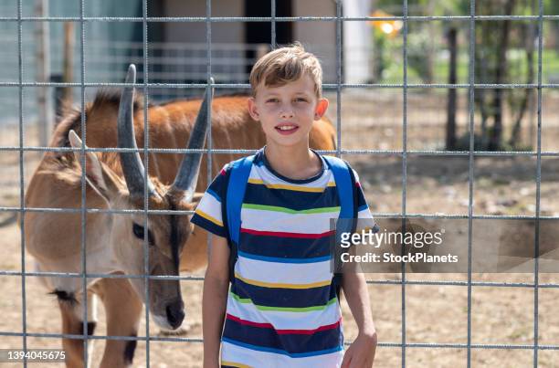 a boy at the zoo. - zoo cage stock pictures, royalty-free photos & images