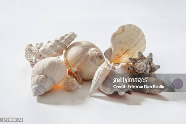 assorted sea shells - eric van den brulle stock pictures, royalty-free photos & images