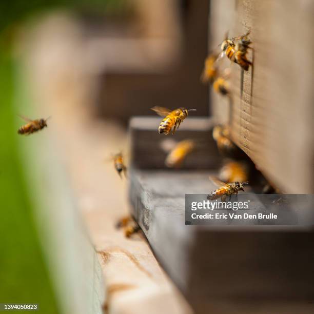 bees at the hive - eric van den brulle stock pictures, royalty-free photos & images