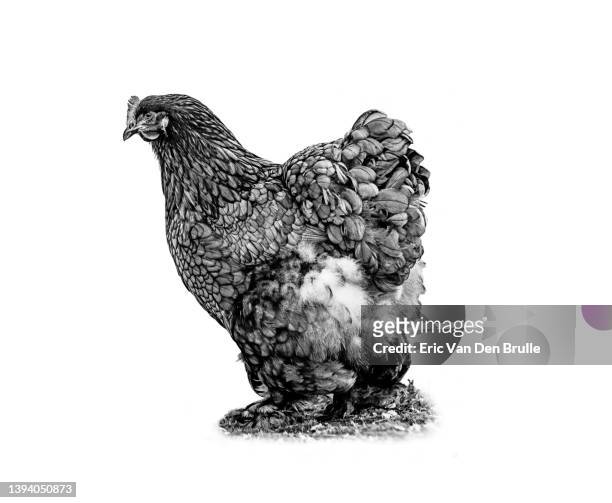 chicken silhouette - eric van den brulle stock pictures, royalty-free photos & images