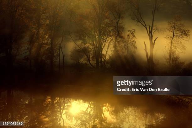 morning light through tress onto a pond - eric van den brulle stock pictures, royalty-free photos & images