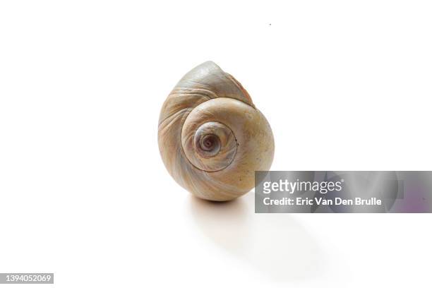 sea shell - eric van den brulle stock pictures, royalty-free photos & images