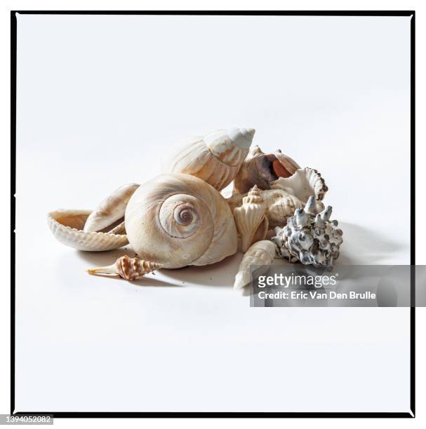 sea shells in a pile - eric van den brulle stock pictures, royalty-free photos & images