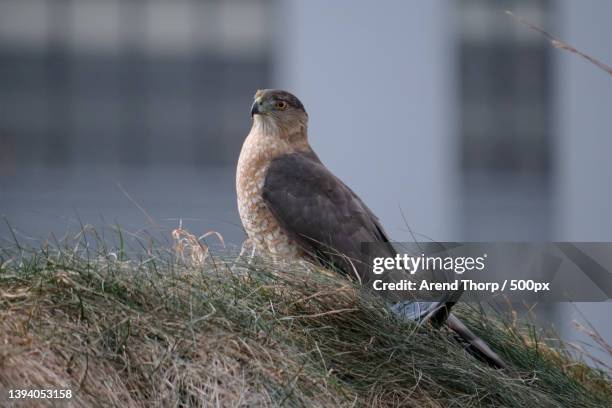 coopers hawk,close-up of hawk of prey perching on grass,brooklyn bridge park,united states,usa - coopers hawk stock pictures, royalty-free photos & images