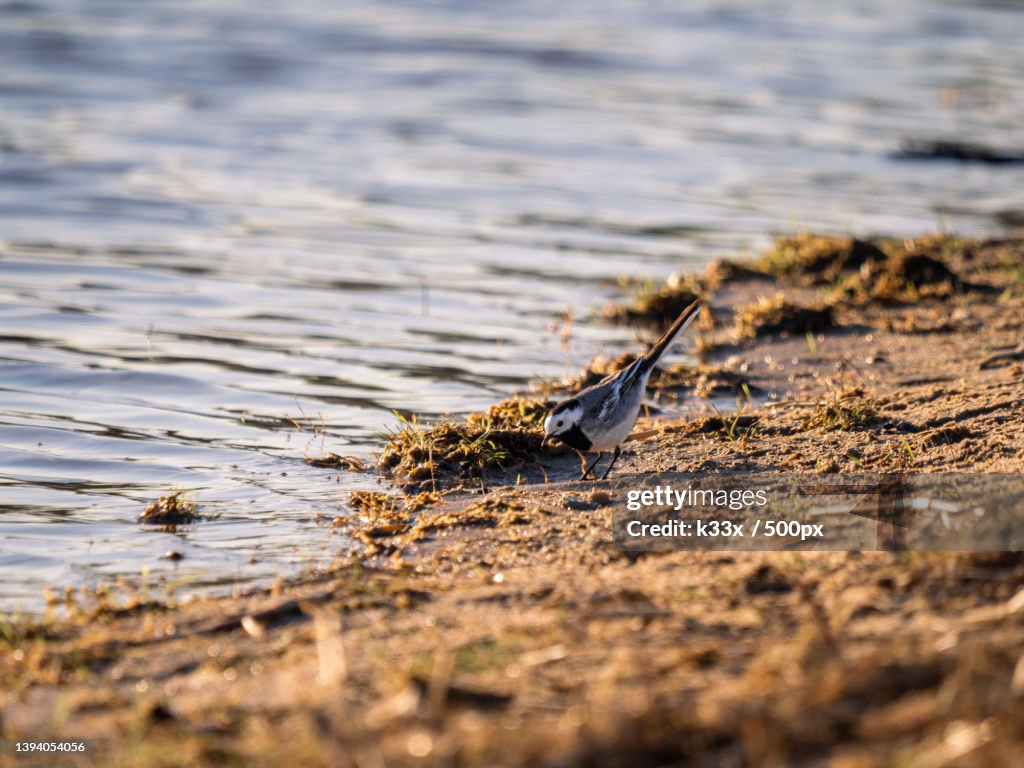 Close-up of crocodile in lake
