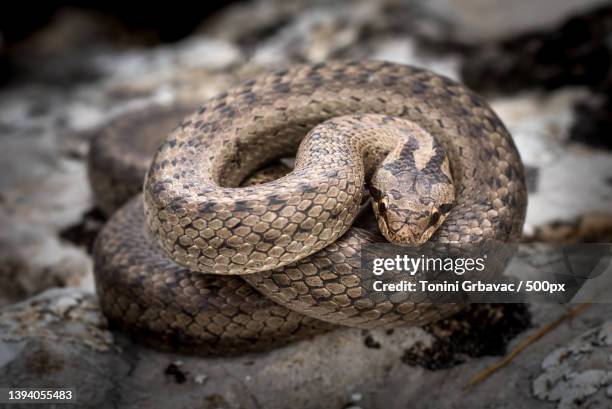 smooth snake coronella austriaca,close-up of viper on rock,livno,bosnia and herzegovina - coronella austriaca stock pictures, royalty-free photos & images