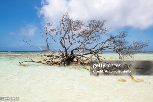 dead tree in pigeon cay beach - bay tree photos et images de collection