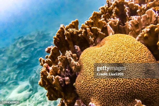 tropical caribbean sea life underwater coral reef and marine fishes - brain coral 個照片及圖片檔