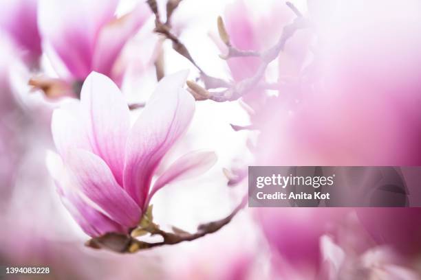 magnolia flower - tulpenboom stockfoto's en -beelden