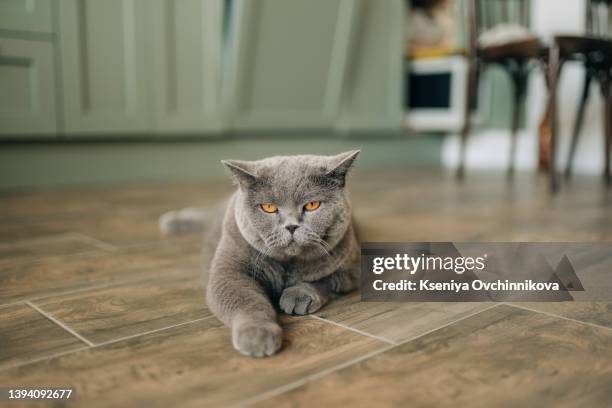 insolent assertive cat walks on the kitchen table. stylish kitchen in brown tones. naughty cat on the table. gorgeous sleek domestic cat. - cat white background photos et images de collection