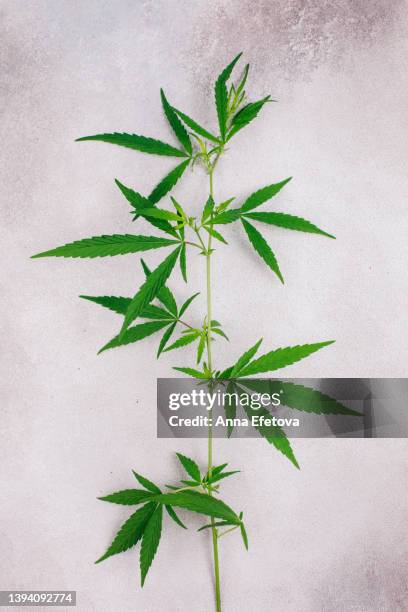 branch of cannabis plant on textured gray background. top view - cannabis cultivated for hemp stock pictures, royalty-free photos & images