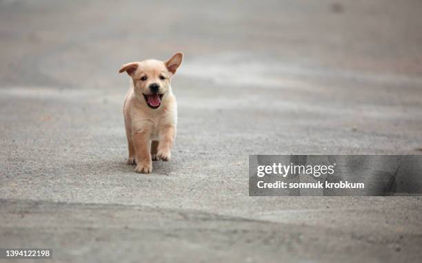 Labradane Running Labrador Puppy Running Photos and Premium High Res Pictures - Getty Images
