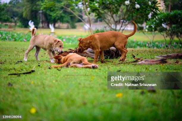three young puppies are running on a green grass in the summer park. - dog pound fotografías e imágenes de stock