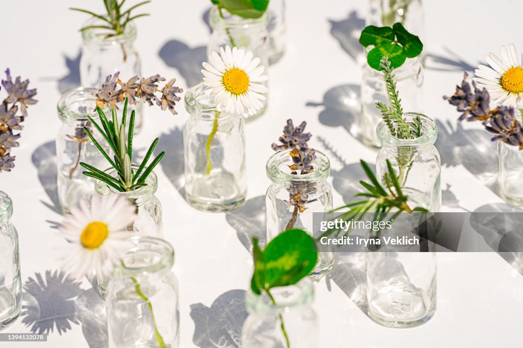 Organic, bio cosmetics healthy concept with Bottles with natural plants. Natural ingredients for cosmetic products for the care of skin and hair.