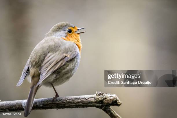 european robin singing - mark robins bildbanksfoton och bilder