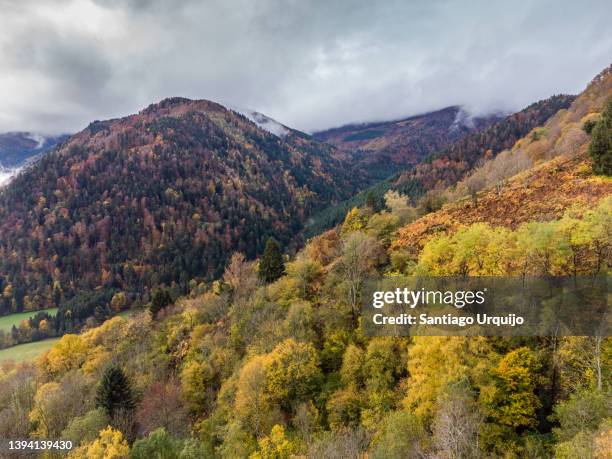 aerial view of mixed forest in autumn - munster imagens e fotografias de stock