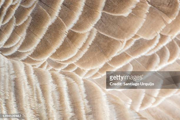 close-up of feathers of canadian goose - gås bildbanksfoton och bilder