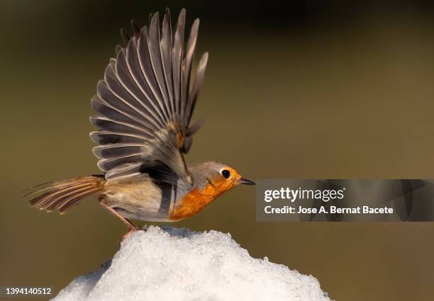 close-up of robin (erithacus rubecula) on the snow with open wings. - high speed stock pictures, royalty-free photos & images