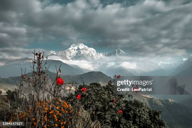 anapurna - annapurna beschermd gebied stockfoto's en -beelden