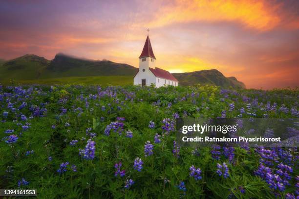 small church surrounded by blooming lupin flowers in the vik village. dramatic summer sunrise in the iceland, europe. artistic style post processed photo. - lupin stock pictures, royalty-free photos & images