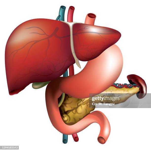 human organ - portal vein stock illustrations