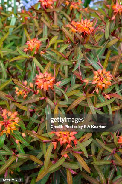 euphorbia griffithii 'dixter' flowering in late april - euphorbia griffithii stock pictures, royalty-free photos & images