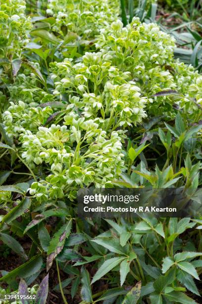 helleborus argutifolius (corsicus) flowering in spring - evergreen stock pictures, royalty-free photos & images