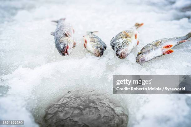 catch of fish out of ice hole, lapland, sweden - fresh fish stockfoto's en -beelden
