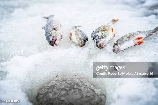 catch of fish out of ice hole, lapland, sweden - catch of fish stock pictures, royalty-free photos & images