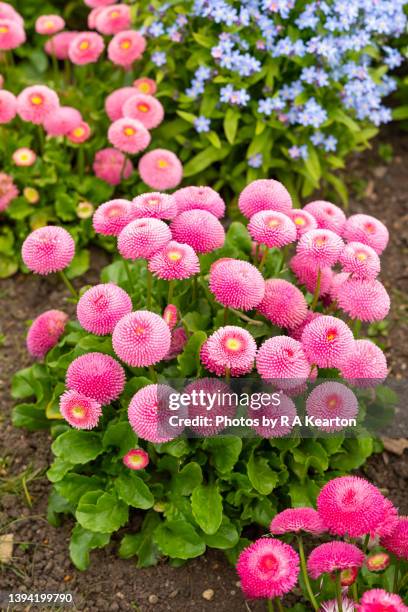 double daisies (bellis perennis) in a spring bedding scheme - margarita común fotografías e imágenes de stock