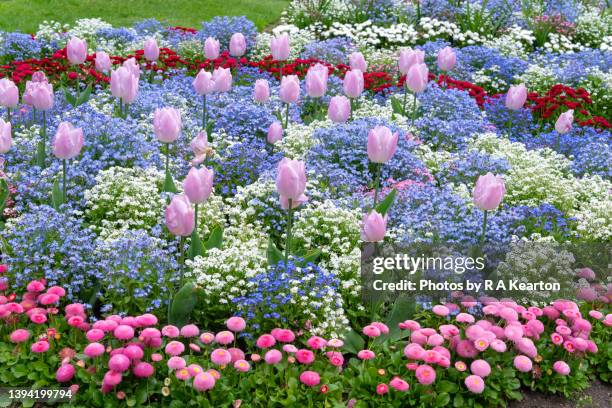 spring bedding display in a public park in england - april stock pictures, royalty-free photos & images