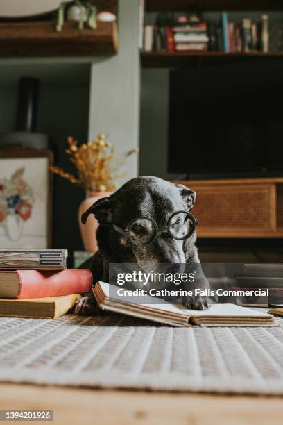 an old black dog, wearing glasses, has her nose in a book - dog homework stock pictures, royalty-free photos & images