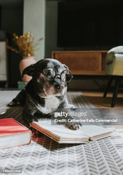 a glasses-wearing, wise old dog looks deep in thought as she reads a book. - dog homework stock pictures, royalty-free photos & images