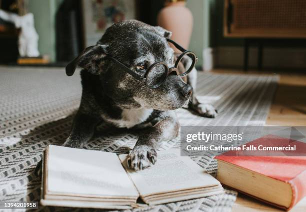 a wise looking dog wears glasses as she reads a book, looking off to the side. - author stock-fotos und bilder