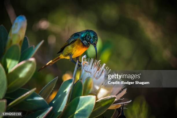 orange-breasted sunbird on a protea plant - fynbos 個照片及圖片檔