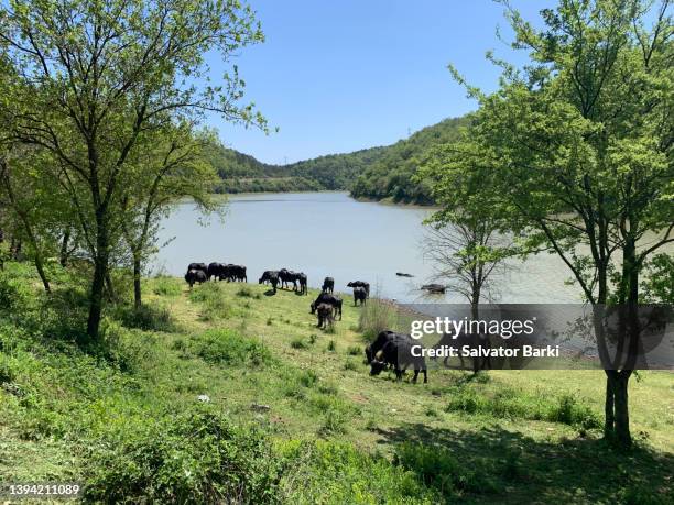 Buffalo In Spring Water Buffalo Photos and Premium High Res Pictures - Getty Images