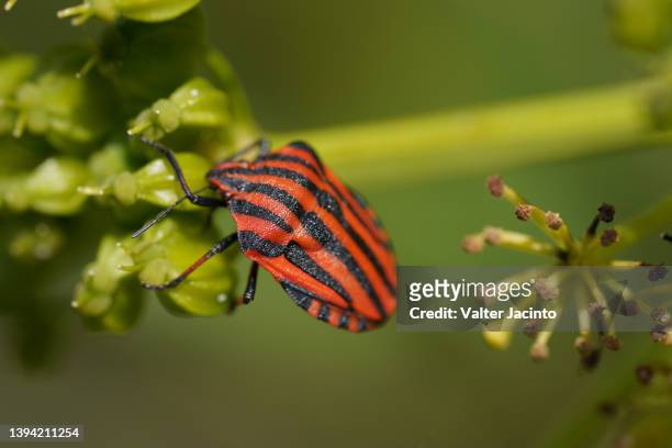 bug (graphosoma italicum) - hémiptère photos et images de collection