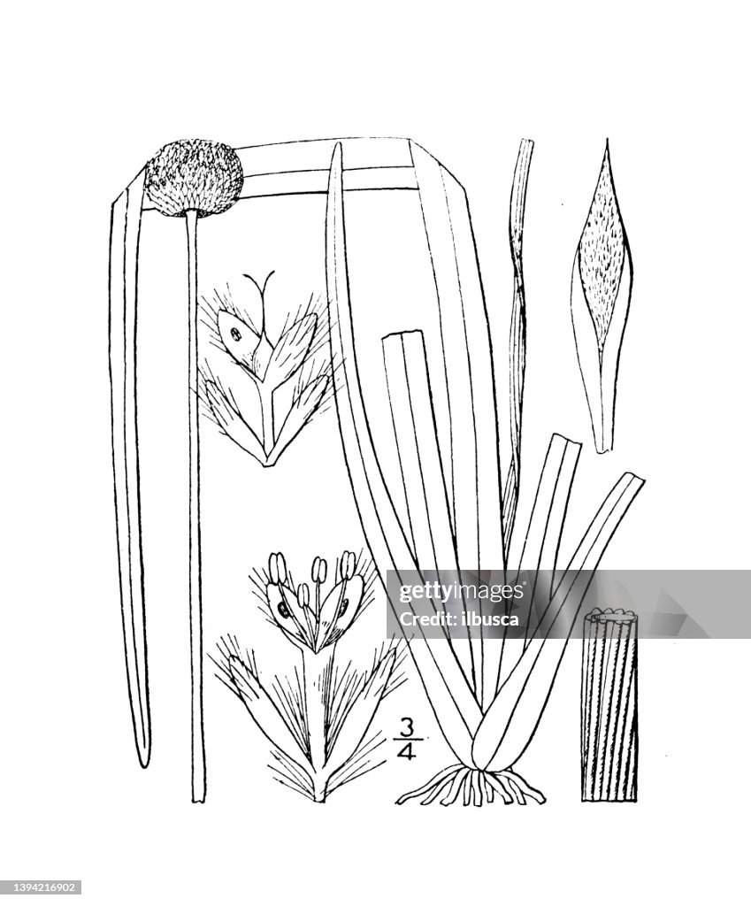 Antique botany plant illustration: Eriocaulon decangulare, Ten angled pipewort
